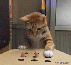 cat playing whack a mole
