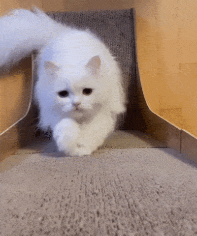 a cat scratcher is great to expel their energy