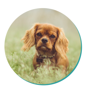 Cavalier King Charles Spaniel Dog Breed Information