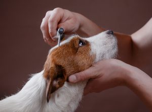 grooming tips