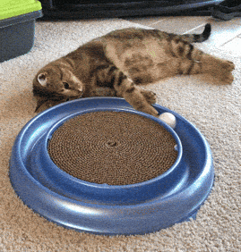 Looking for cat toys for a lazy loaf kitty?