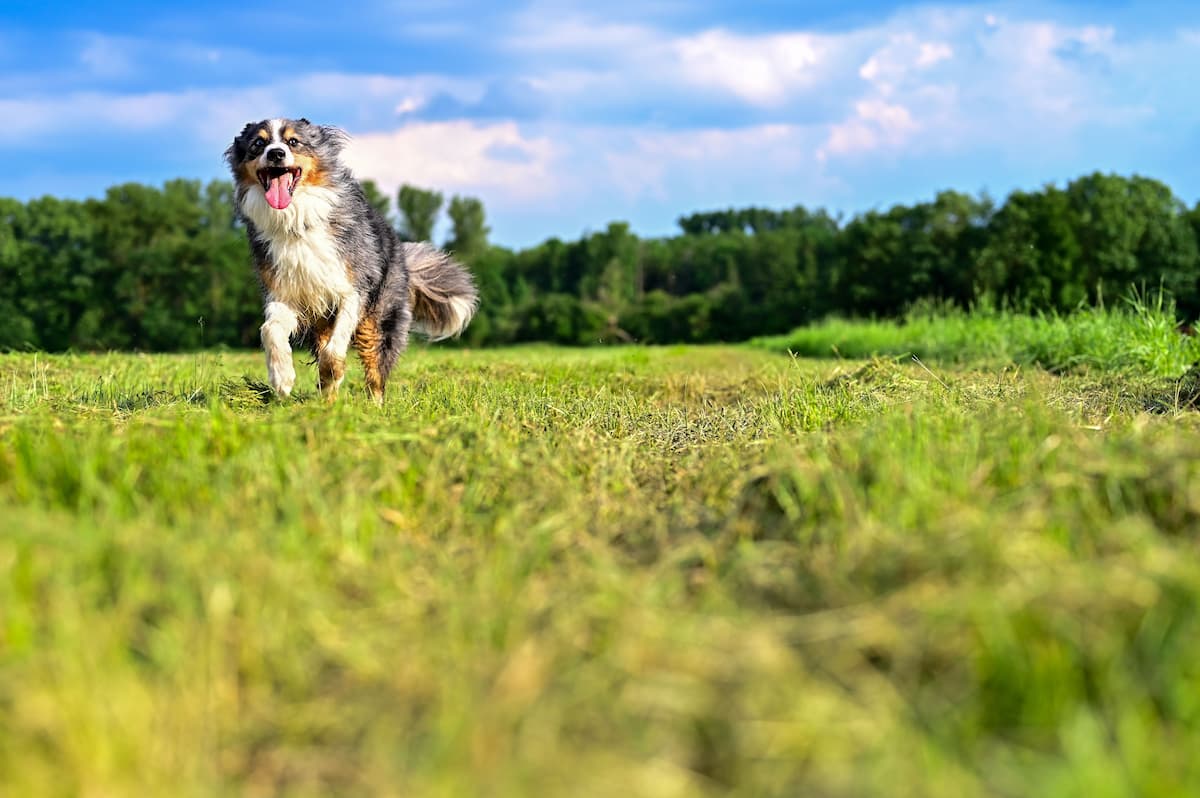 Signs of snake bites in dogs