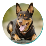 Kelpie breed