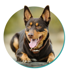 Australian Kelpie