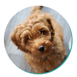 Cavoodle breed