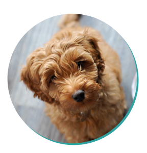 cavoodle plush toy