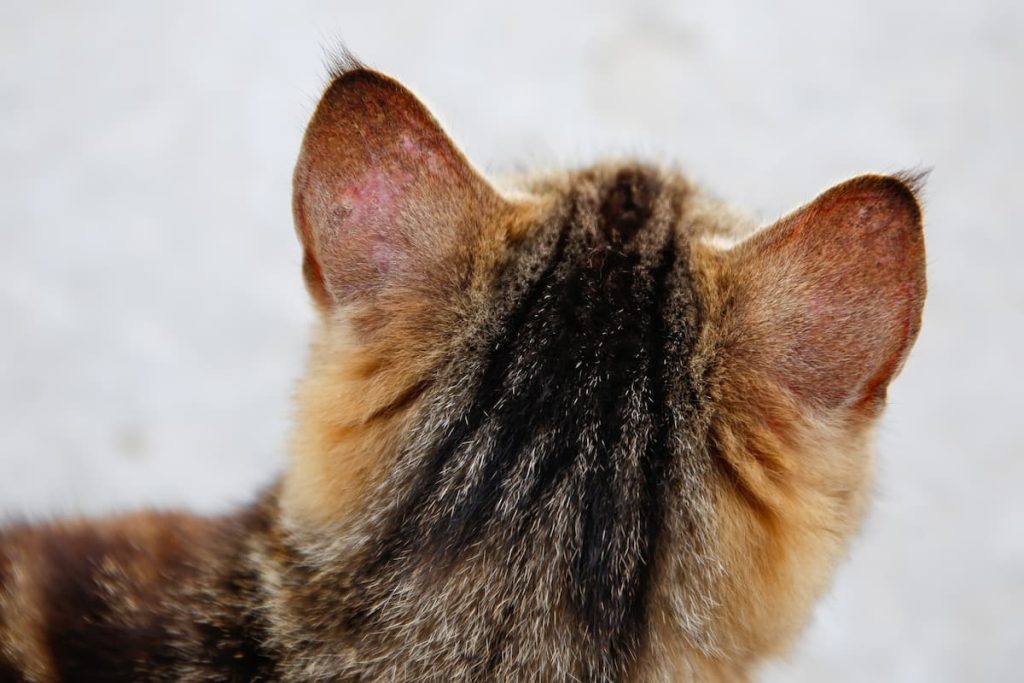 signs of cat sunburn
