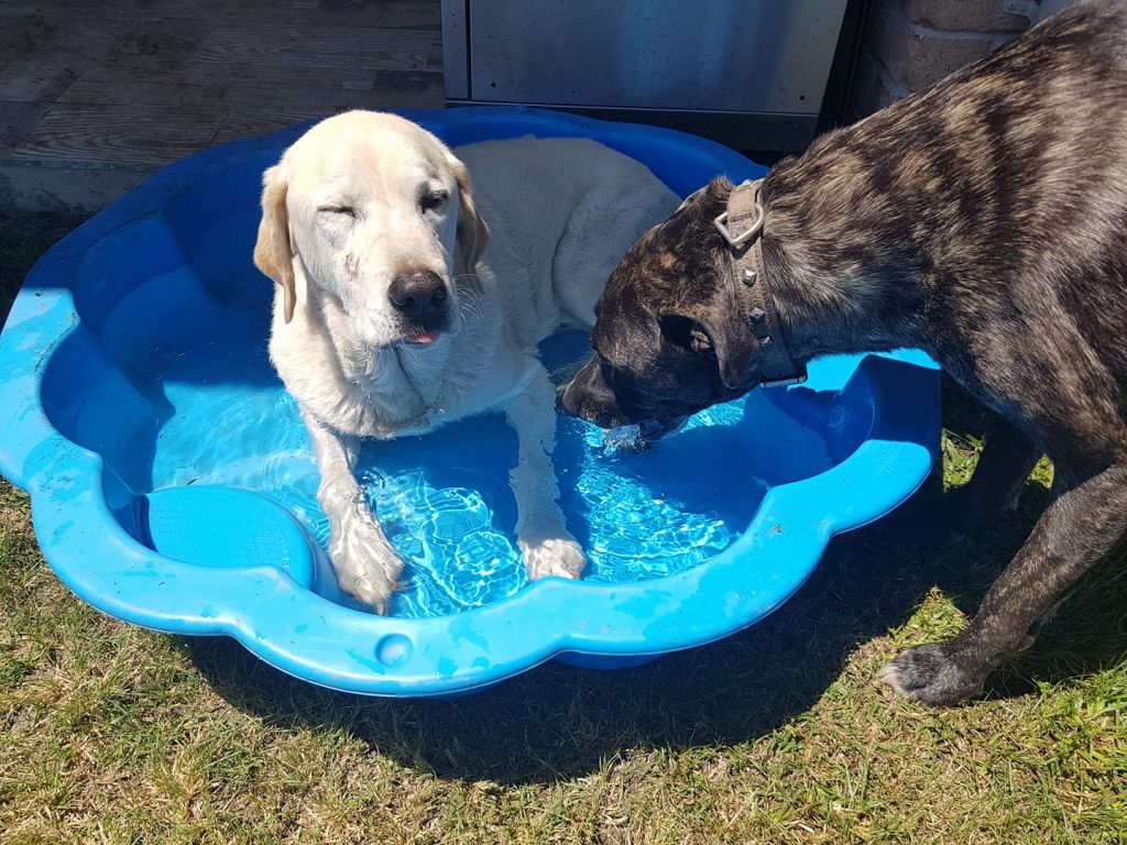 How Does Your Dog Fill The Time? Mad Paws
