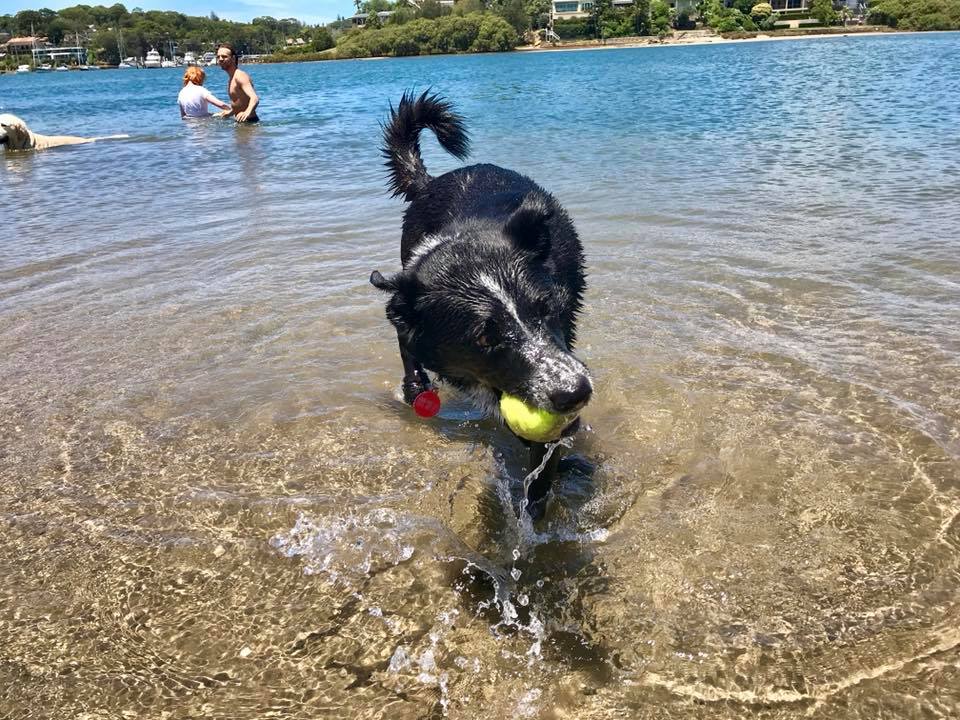 dog beach safety tips