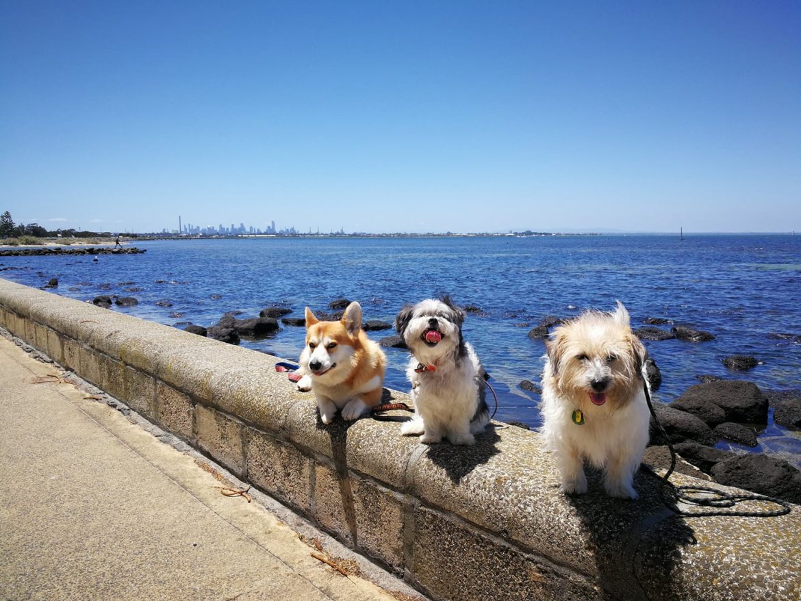 How Does Your Dog Fill The Time? Mad Paws