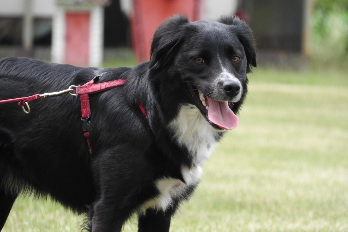 border-collie-1661194_1280