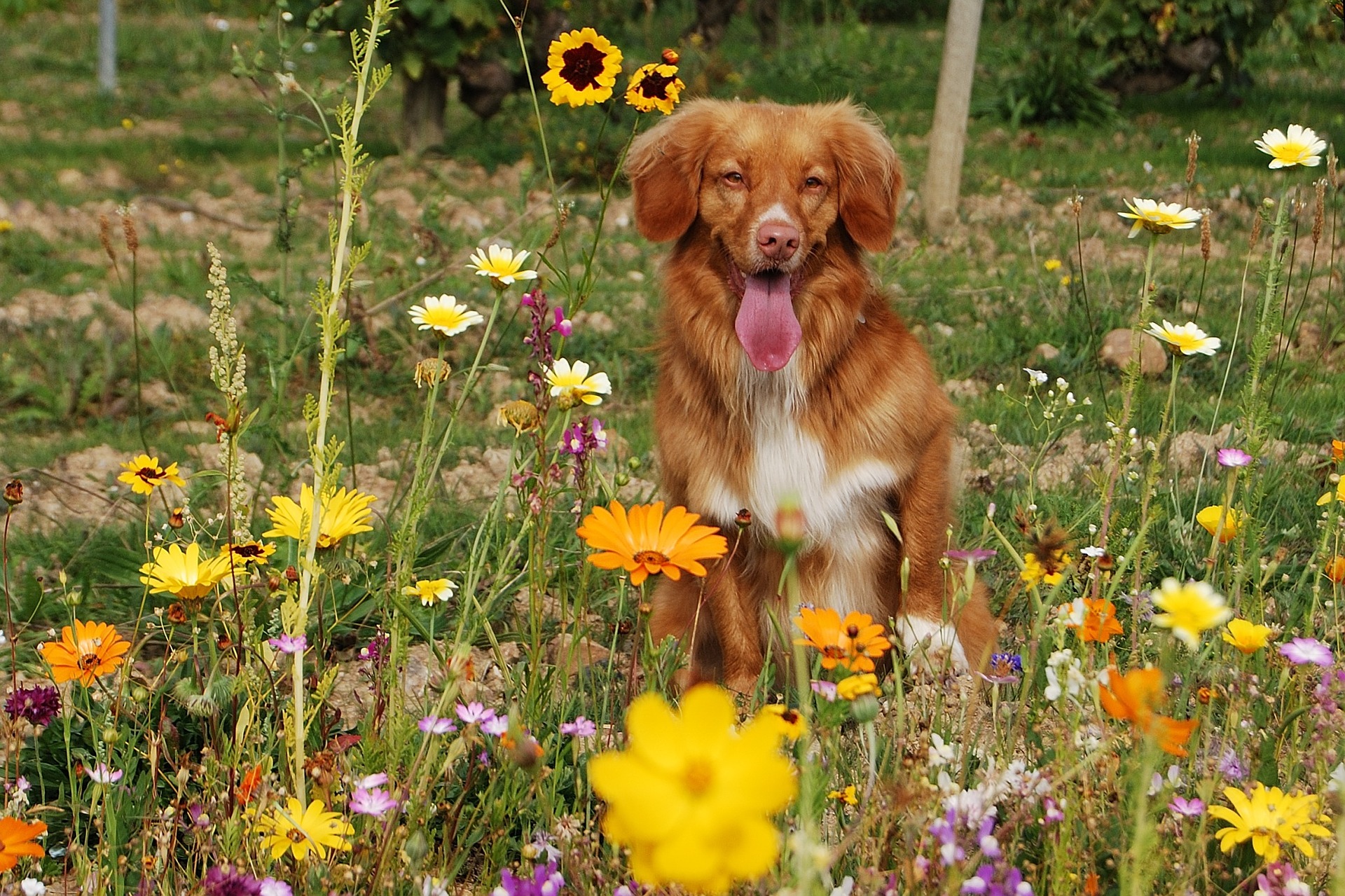 what weeds are poisonous to dogs