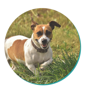 Dog Breed Corner Jack Russell Terrier Mad Paws Blog