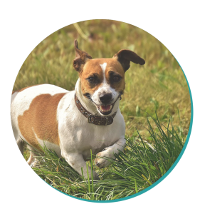 Hunter corner jack russell sales terriers