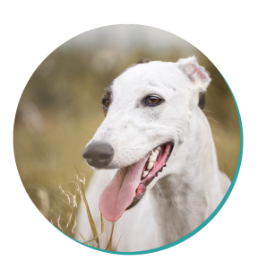 Greyhound