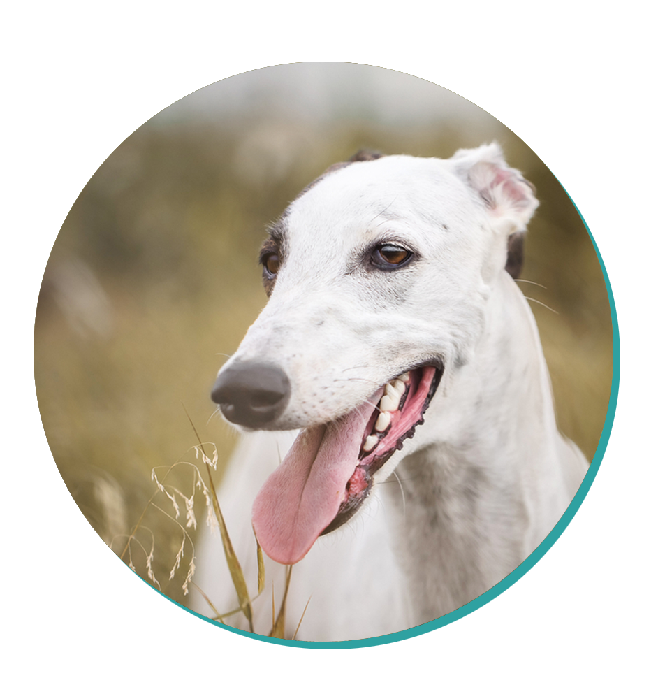 Greyhound Dog Breeds Breed Information Mad Paws