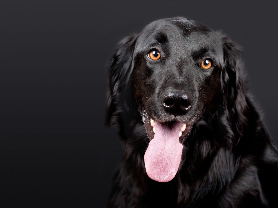 dog-1194087_1920