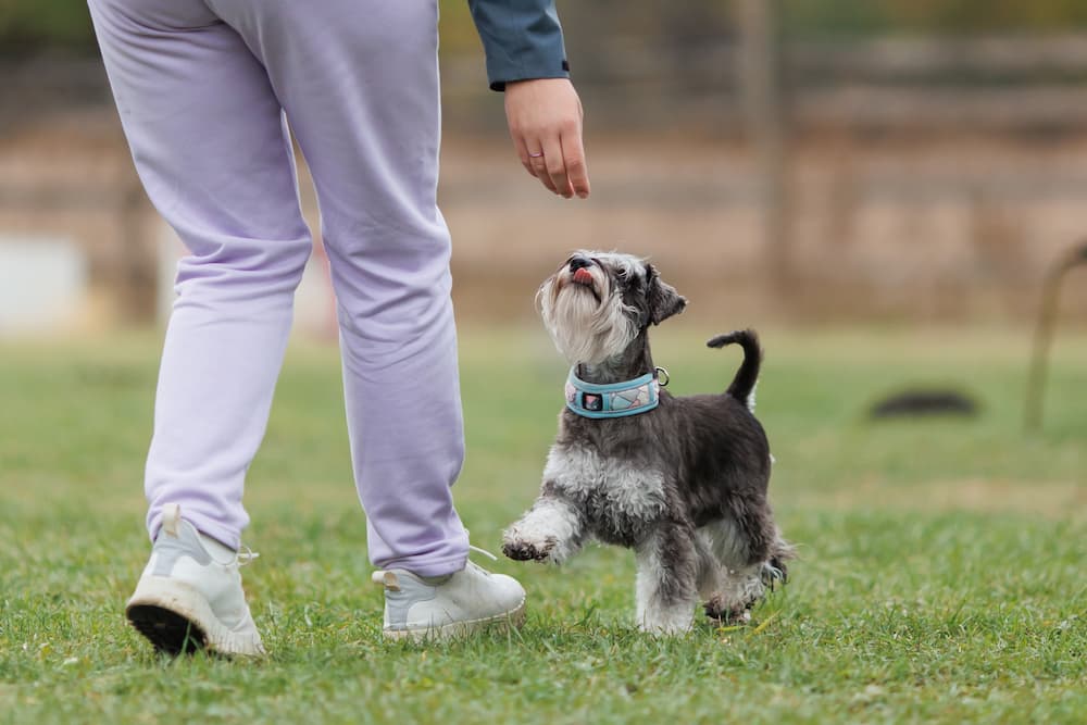 Tips for training a Schnauzer