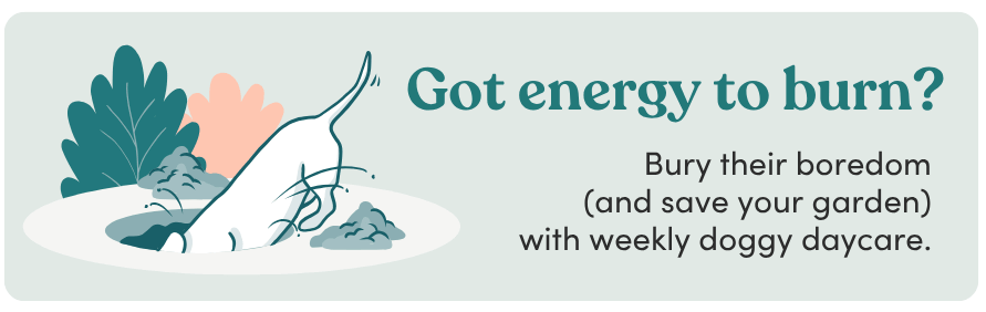 Your dog got energy to burn? Doggy Daycare with a Mad Paws Pet Sitter will help!