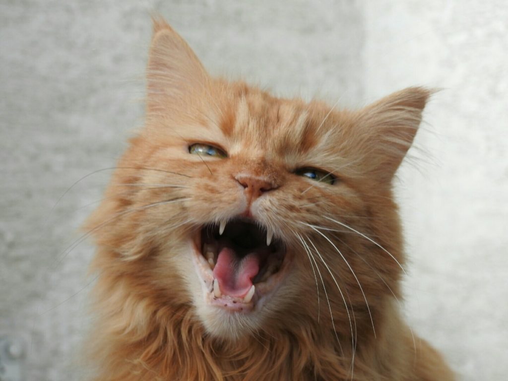 cat body language