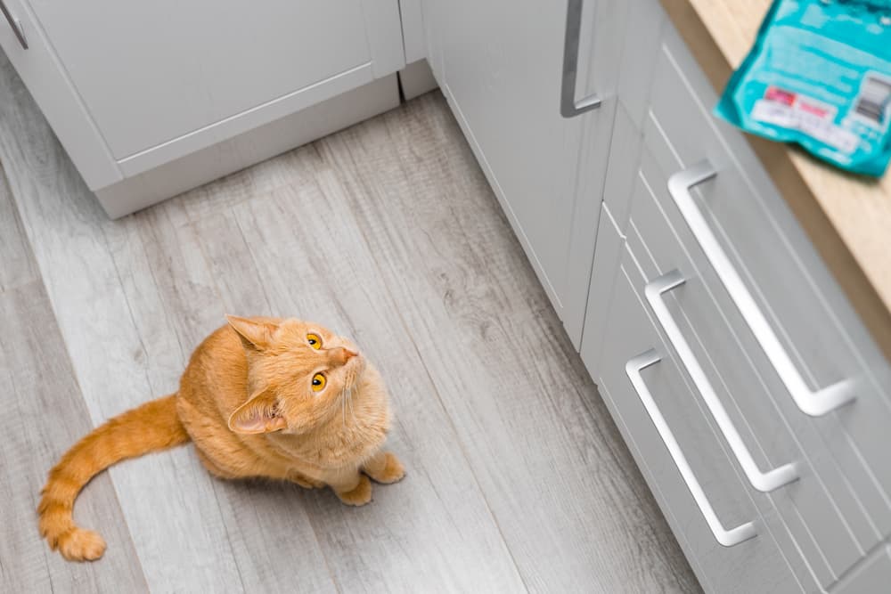 Is your cat meowing because they want food? Or something else?