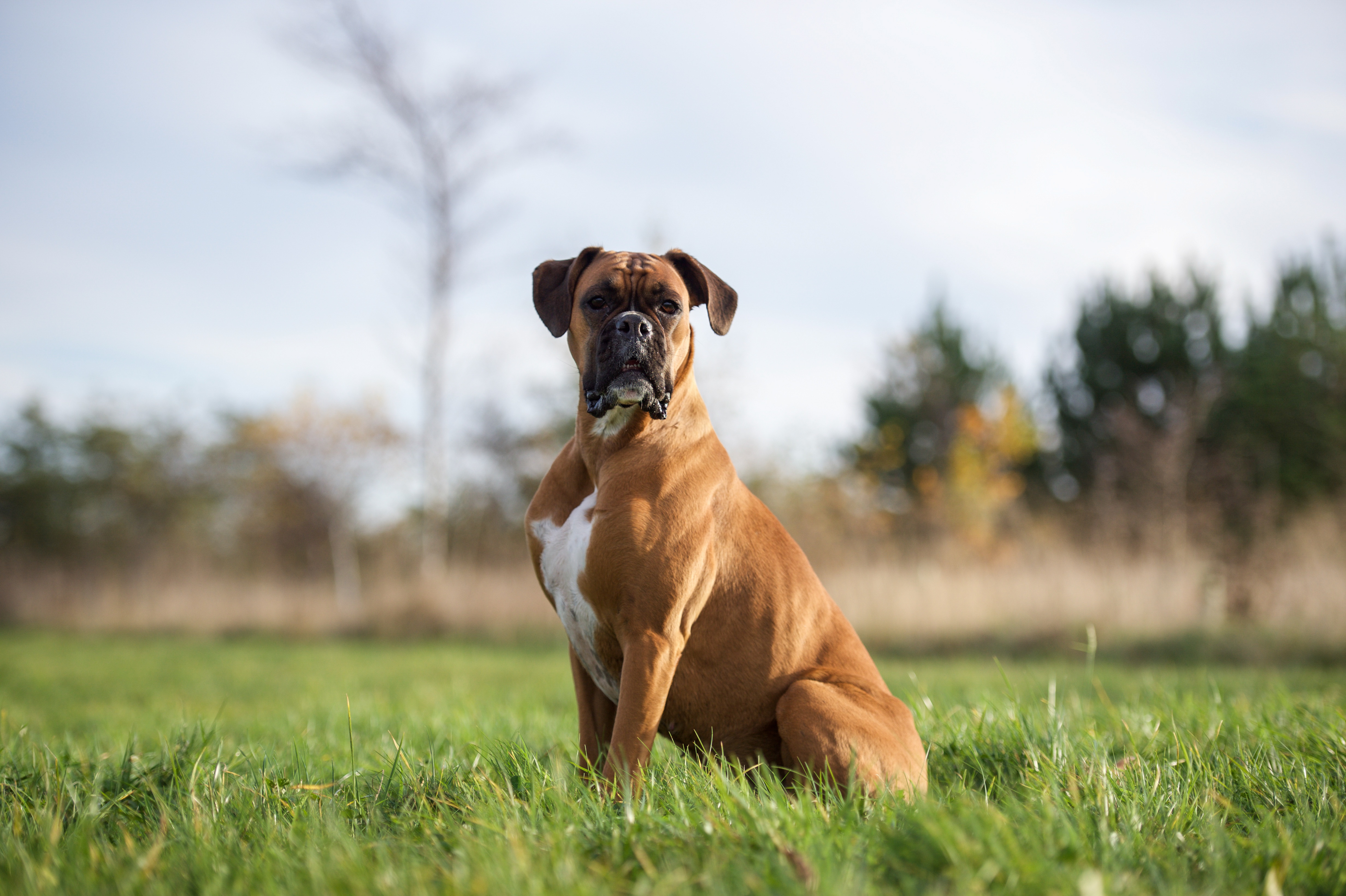 are boxer dogs kid friendly