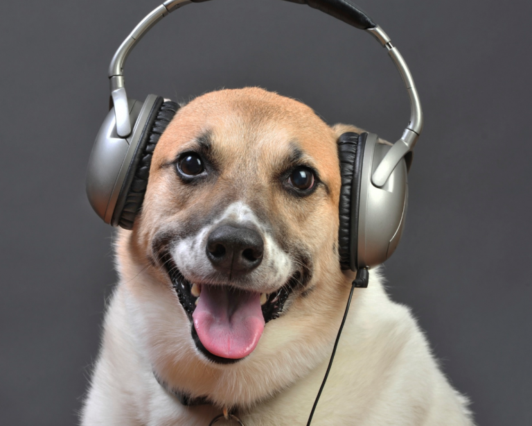 Music Does Your Dog Like It or Not? Mad Paws Blog