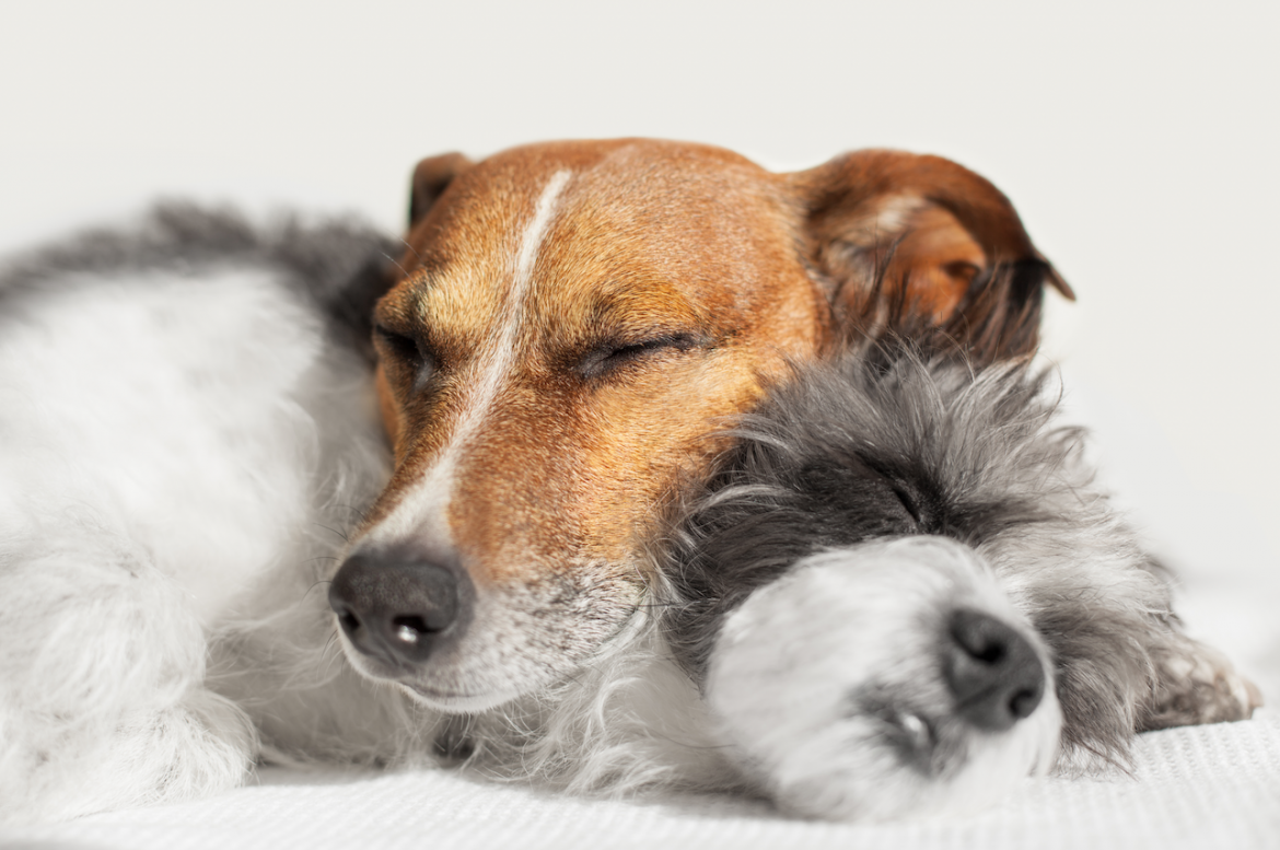 Two Dogs Napping
