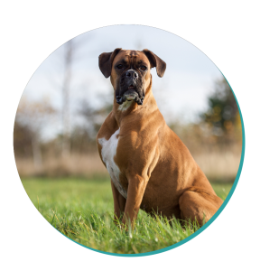 Boxer Dog Breeds Breed Information Mad Paws