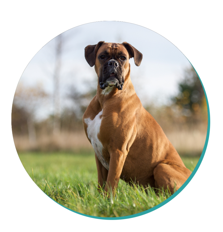 Boxer Dog Breeds Breed Information Mad Paws