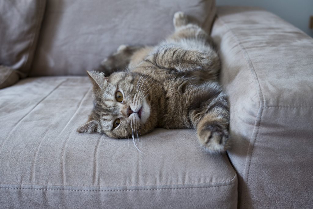 how to stop your cat scratching the furniture