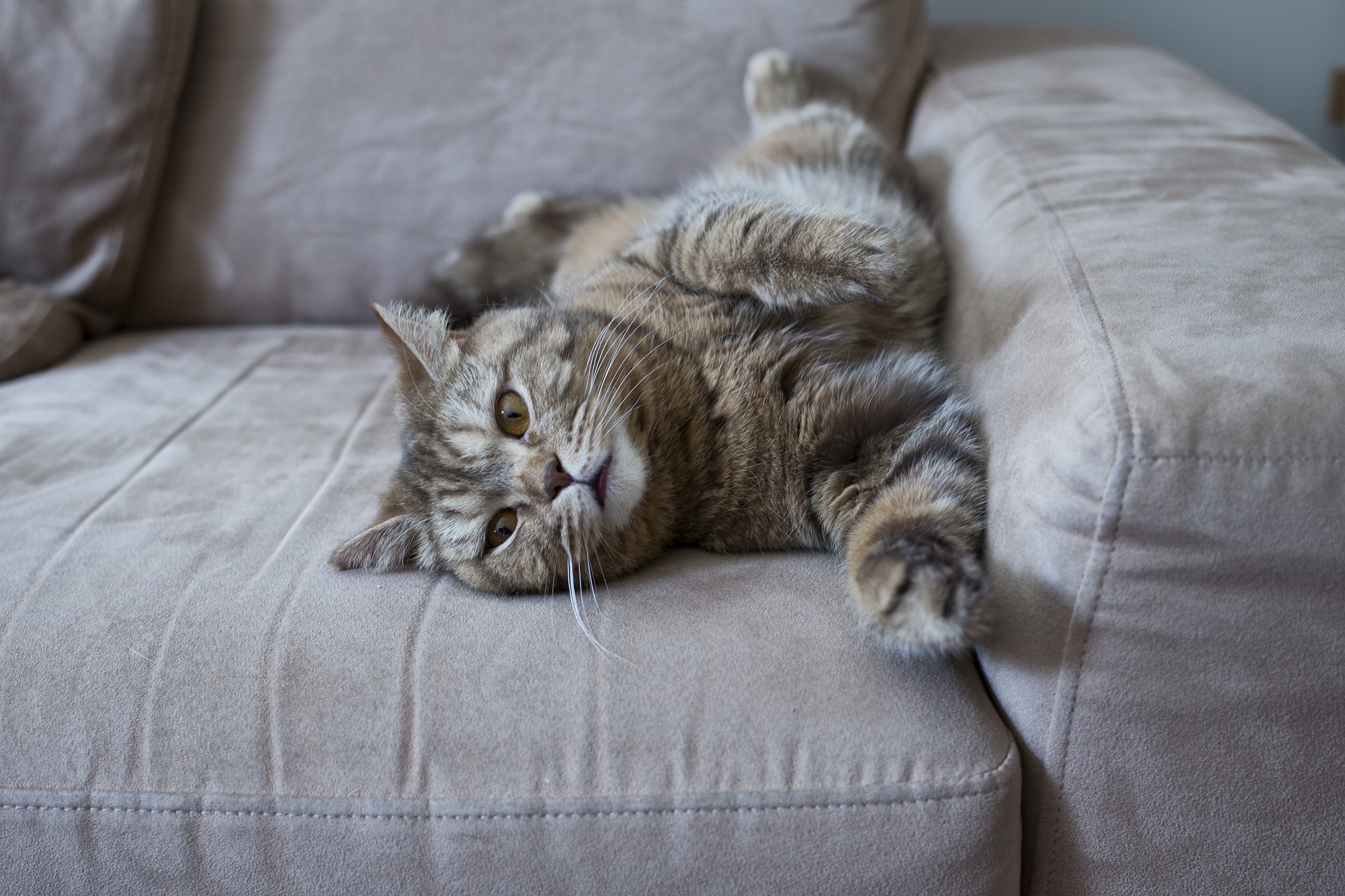 How To Stop Your Cat From Scratching The Furniture Mad Paws Blog