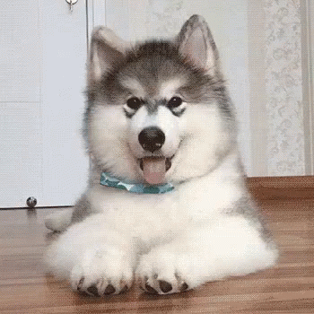why does a dog tilt its head?