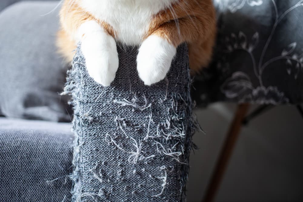 Cat scratching the furniture? Some tips to help redirect their energy!