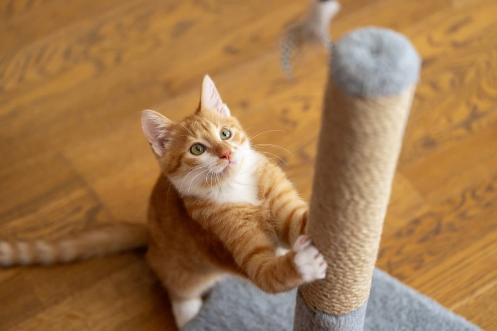 stop cat scratching furniture