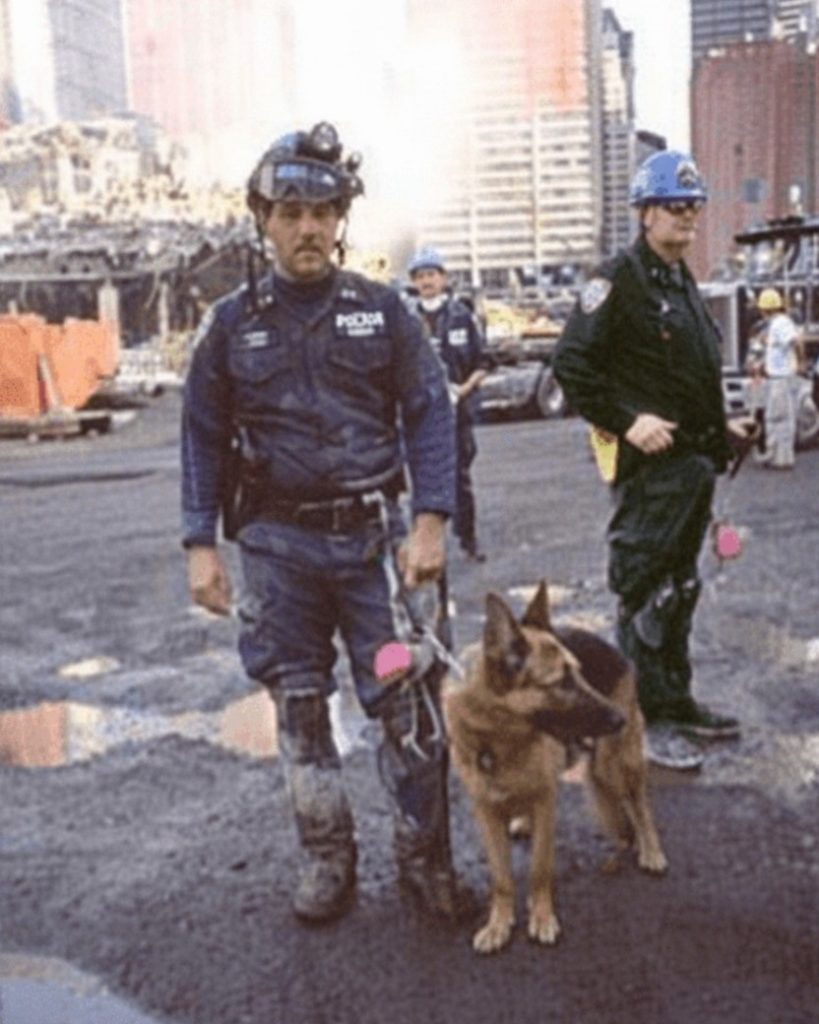 Apollo is a famous German Shepherd who greatly assisted in the aftermath of September 11