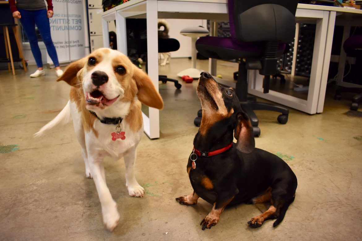 Take Your Dog to Work Day