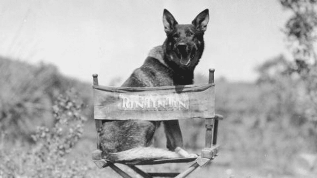 Rin Tin Tin was a famous German Shepherd back in the 1930's