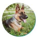 German Shepherd breed