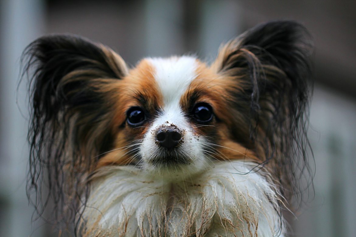 papillon Dog Breeds Papillon