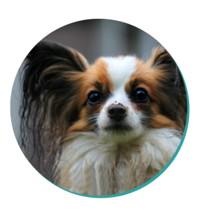 are papillon hypoallergenic