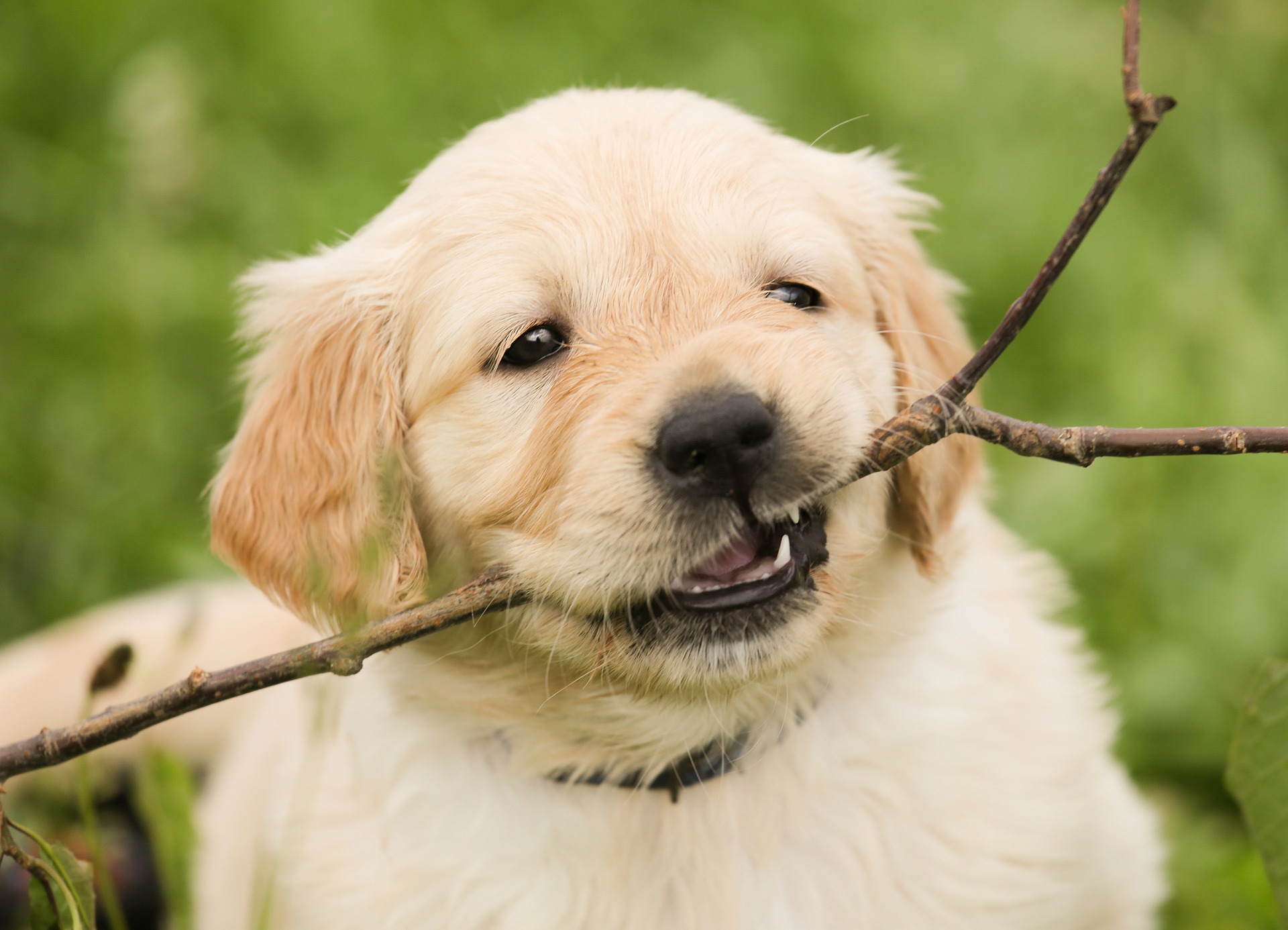 Should I Stop My Dog From Chewing On Sticks Mad Paws Blog