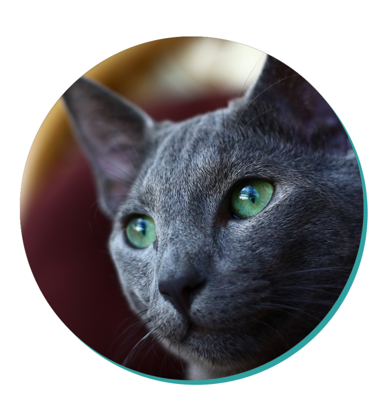 Cat Breed Corner Russian Blue Mad Paws Blog