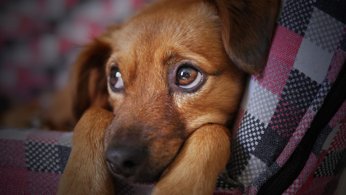 dog-3071334_1920 Stressed Dog