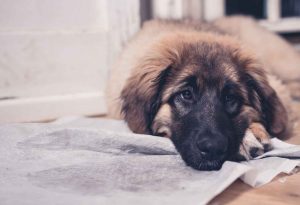 dog marking indoors