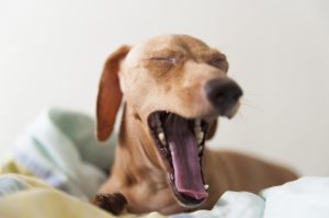 should you wake a puppy to eat