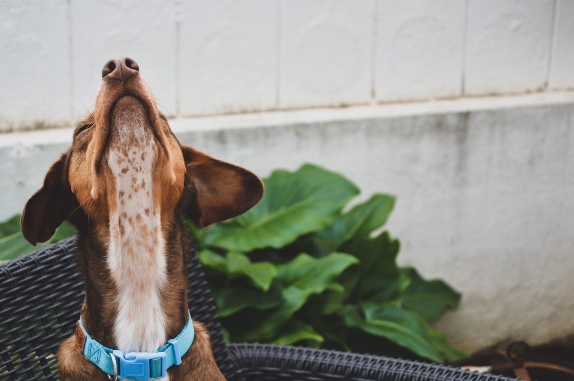 caleb-stokes-519506-unsplash