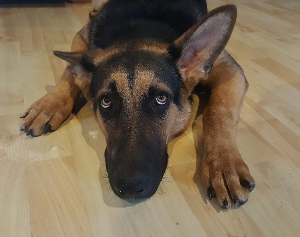 German Shepherd breed characteristics