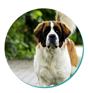  Dog breeds, Saint Bernard Dog