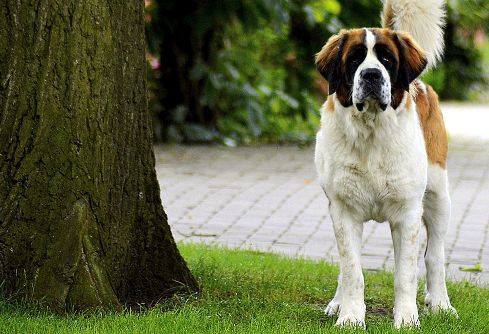  Dog breeds, Saint Bernard Dog